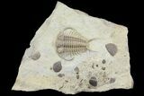 Rare Gabriceraurus Trilobite Fossil - Wisconsin #142748-1
